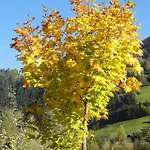 Alpensonne Zellberg