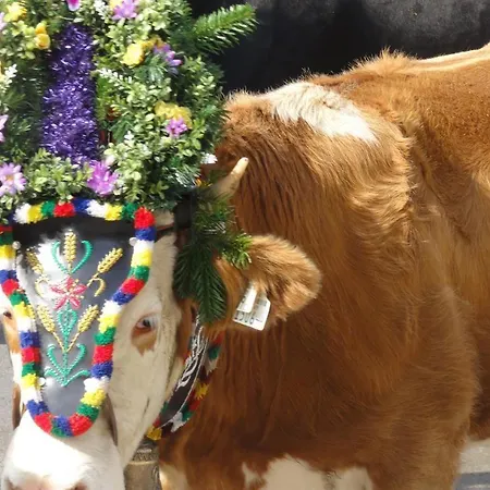 Appartement Alpensonne